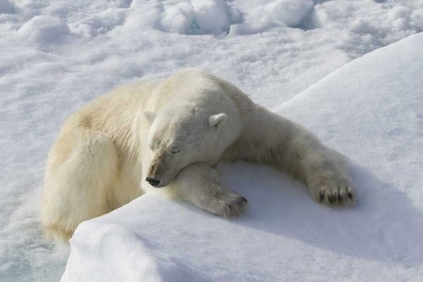 Norway, Svalbard Polar bear asleep on ice ridge